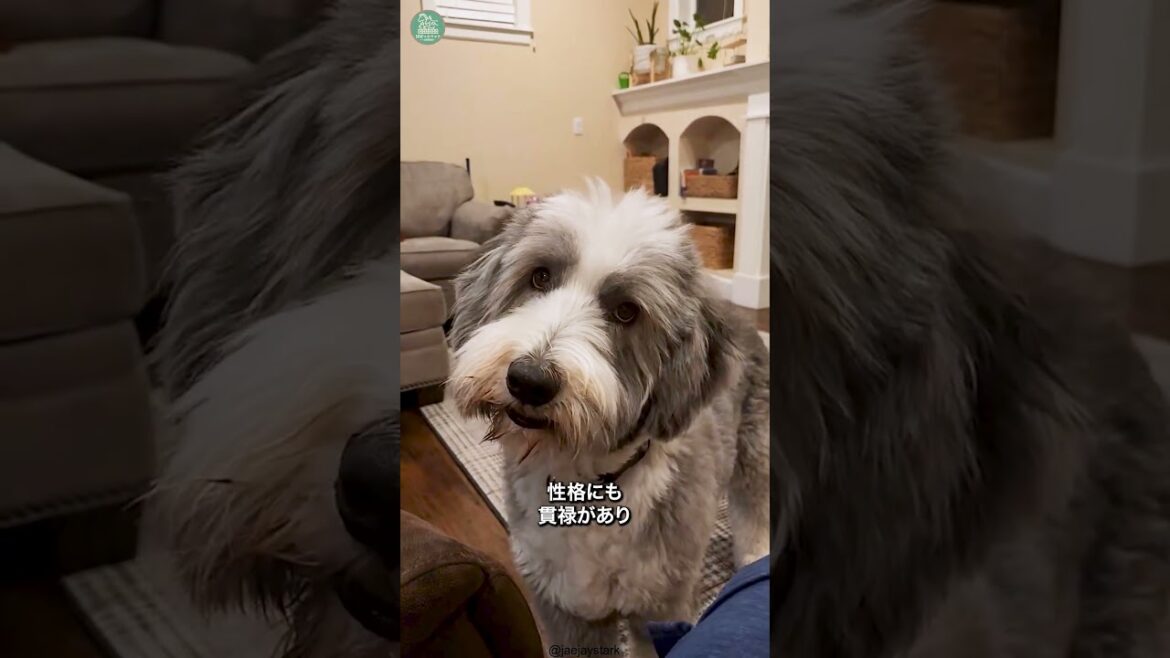 ビアデッドコリー🐶次の動画のリクエストをコメントで教えて！ #shorts #dog #犬のいる暮らし
