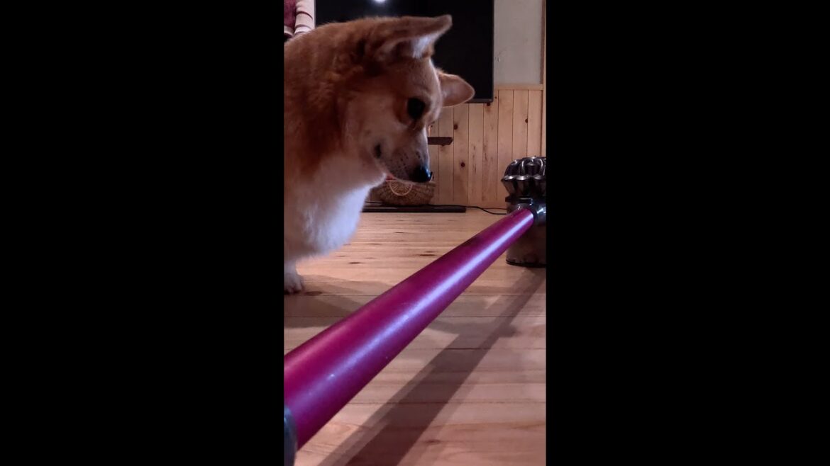 掃除機を愛するコーギー / Corgi loves vacuum cleaners #コーギー #サクラ #corgi