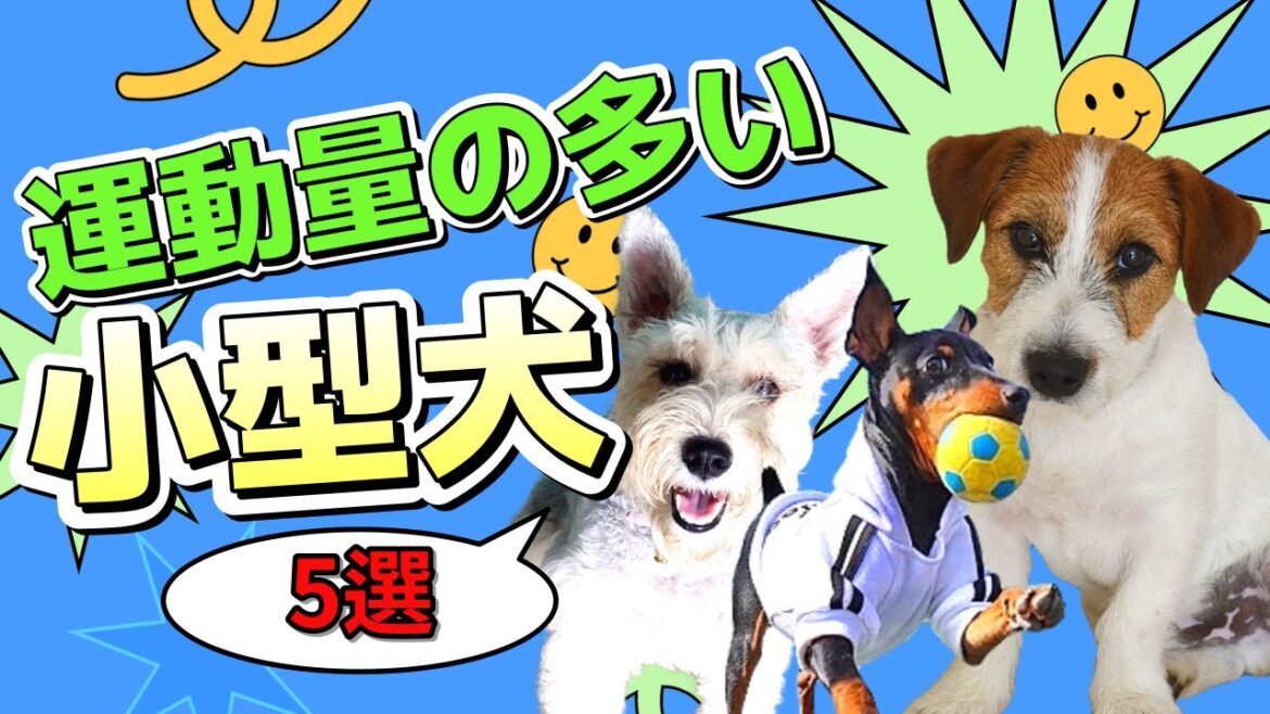 小型犬でもアクティブ！運動量の多い犬種5選【小型犬編】