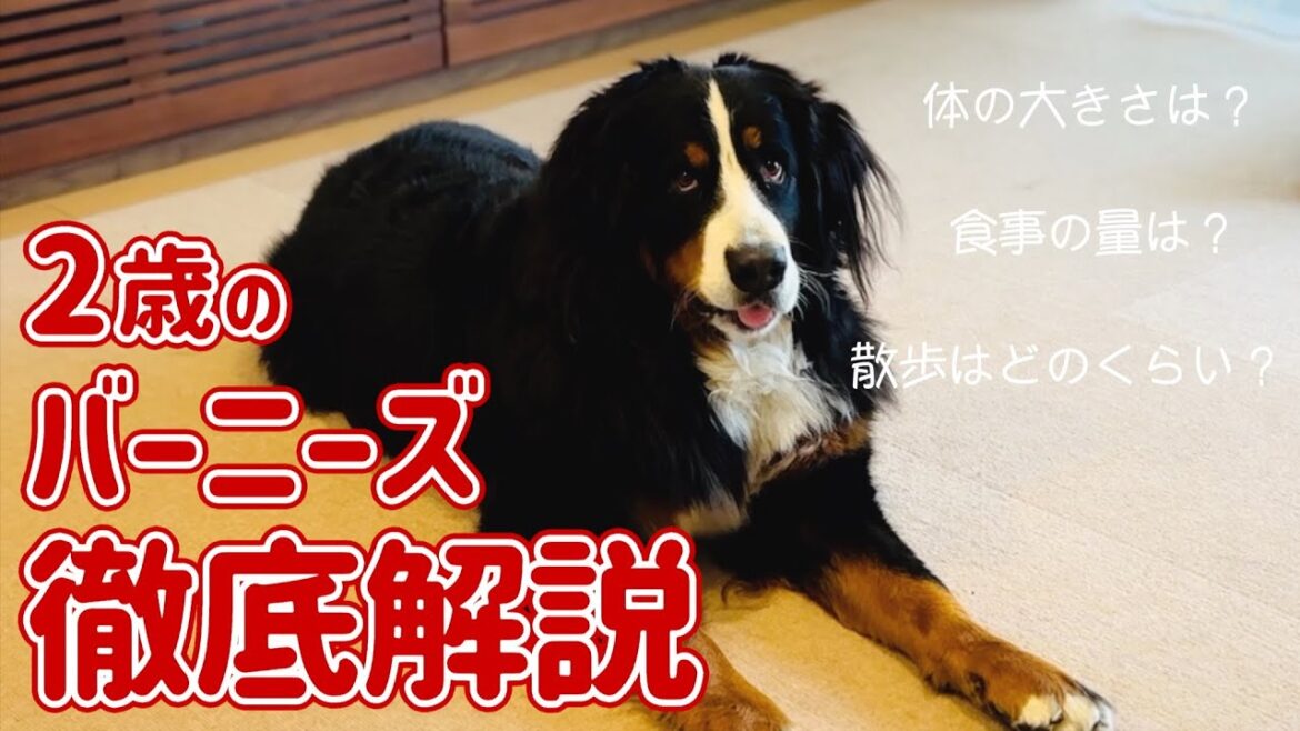 2歳のバーニーズマウンテンドッグを徹底解説します