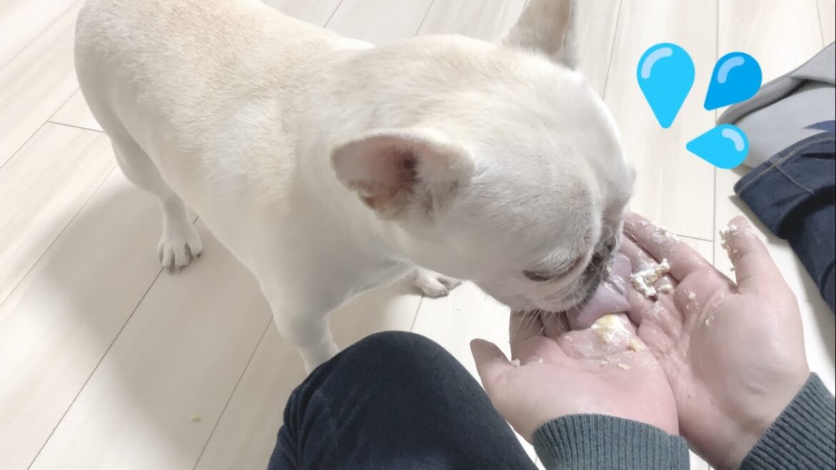 愛犬に手をめちゃくちゃにされました【フレンチブルドッグ frenchbulldog】
