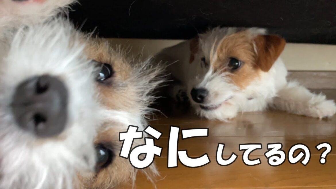 【そこで何してるの？】コソコソ．．．ソファーの下で内緒話をしてるみたいな犬姉妹