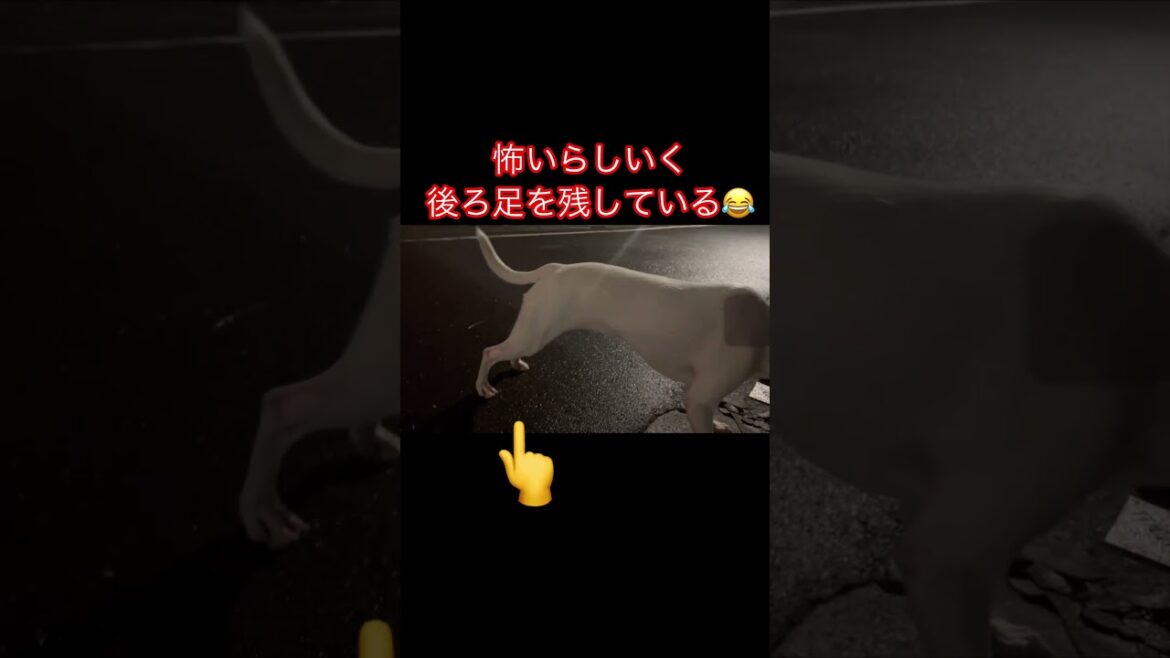 『日本テリア』のつむぎ、ザリガニに遭遇する　#japaneseterrier #日本テリア #dog #shorts