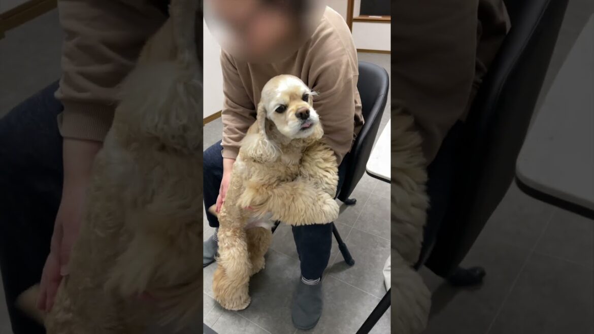 中型犬でも抱っこされたい！（アメリカンコッカースパニエル）