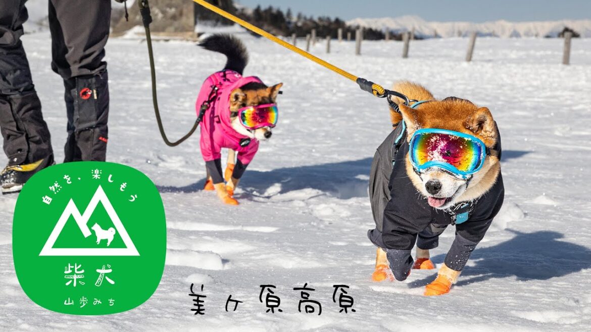 【柴犬散歩】広大な雪原をお手軽絶景スノーハイキング｜美ヶ原