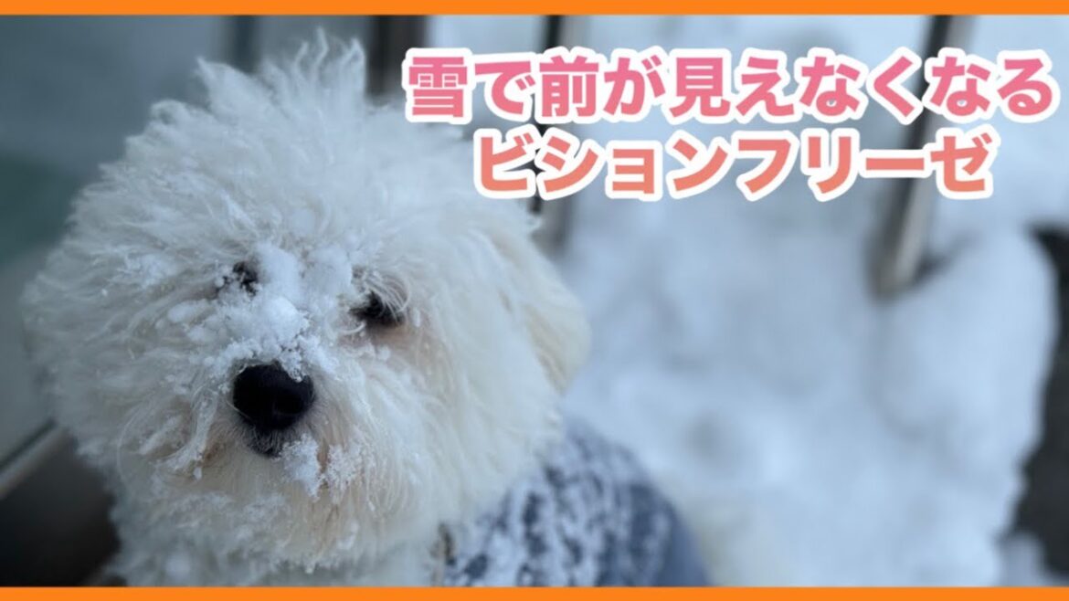 雪道の散歩が大好きなビションフリーゼ 雪道の散歩が大好きなビションフリーゼ