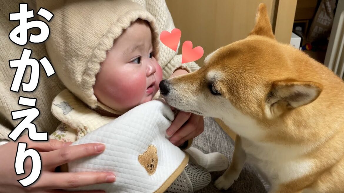 赤ちゃんがお出かけして寂しかった気持ちが爆発する柴犬