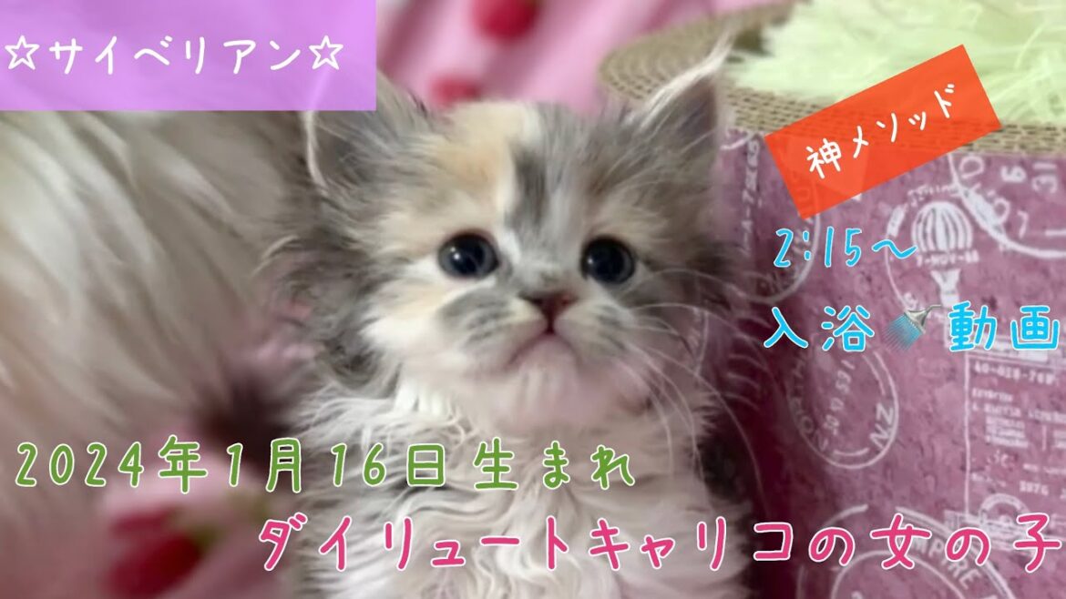 【ナナハチ’s ROOM】サイベリアン☆ダイリュートキャリコの女の子① 20240229