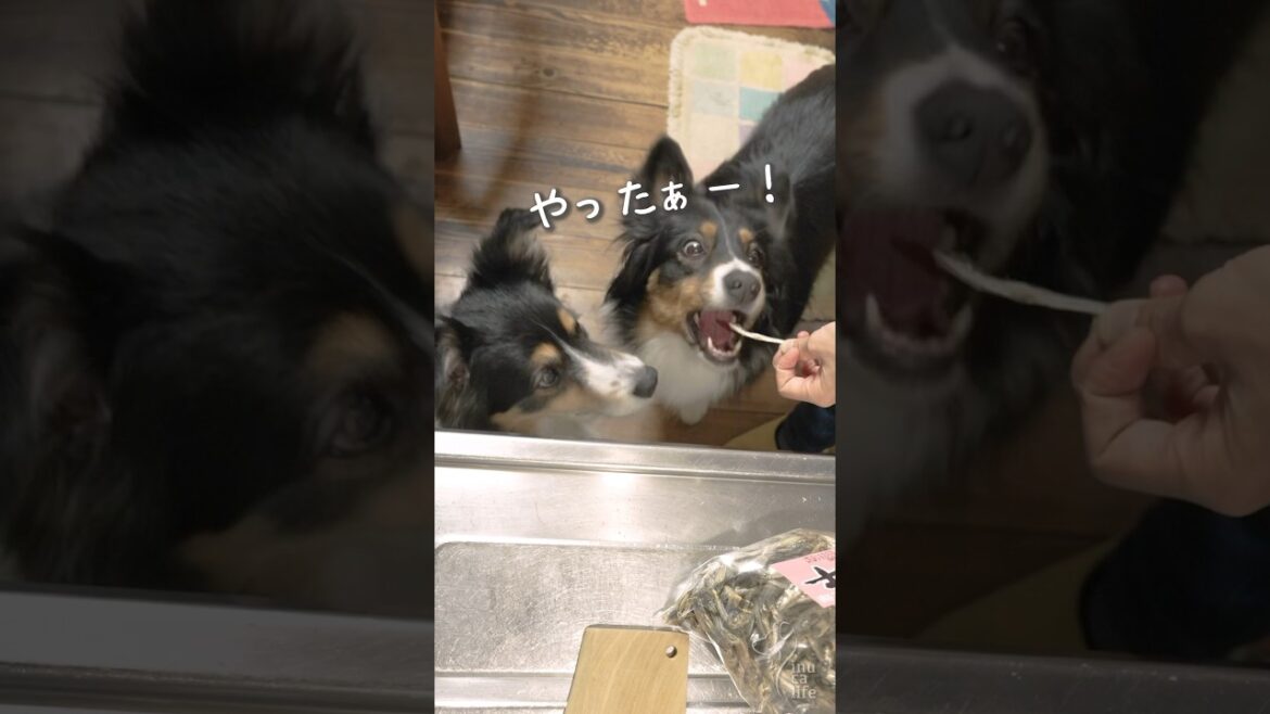 ママの料理中におねだりするボーダーコリーとオゥシーが可愛い　#ボーダーコリー #オーストラリアンシェパード #dog