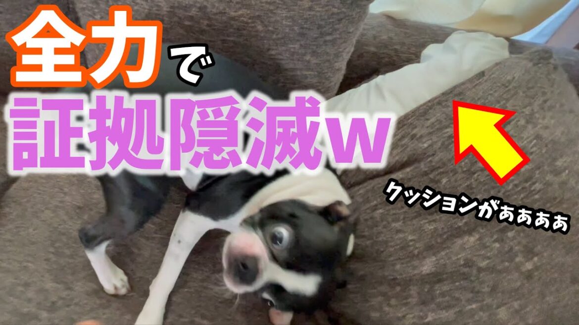 【ボストンテリアのテンくん】vol.47 イタズラの証拠隠滅に全力を出すボストンテリア