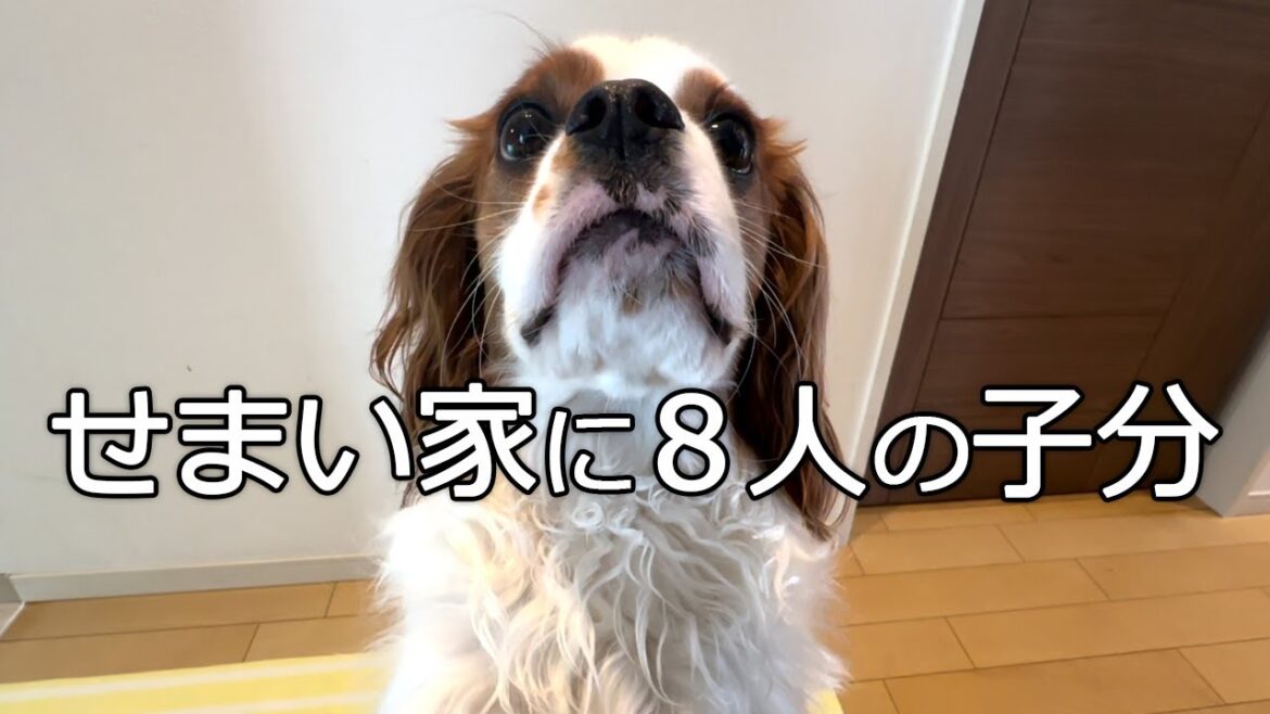 祝日から群れのリーダーとして子分８人を守るピーマンくん