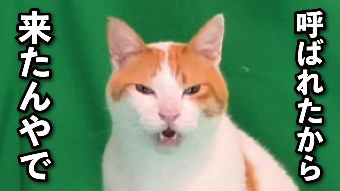 【甘えんぼ猫】新チャンネルへ向けて真面目に取り組む猫達がコチラ…