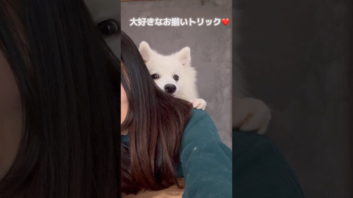 愛犬とのお揃いトリックまとめ　#日本スピッツ #shorts