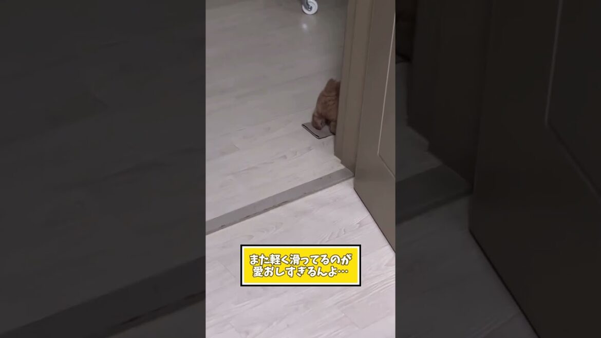 トイプードル見て癒されたら寝ろｗｗｗ #動物 #犬 #トイプードル #2ch動物スレ