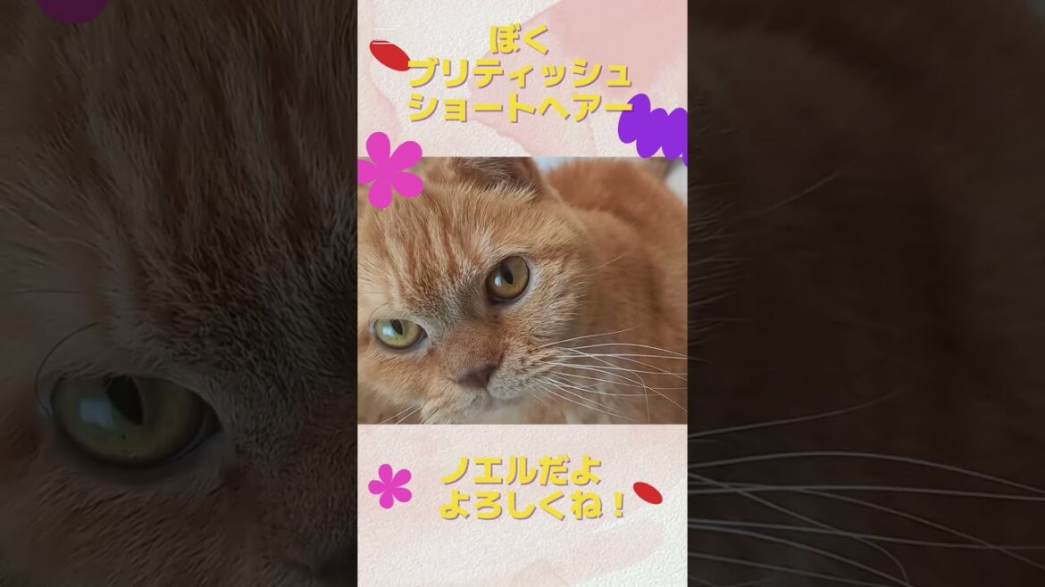 ブリティッシュショートヘアーのノエルだよ！よろしくね！