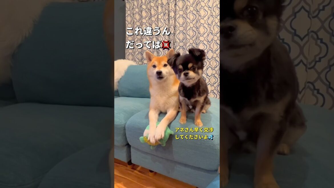 きりがないおねだり🤣#柴犬　#チワワ　#shorts