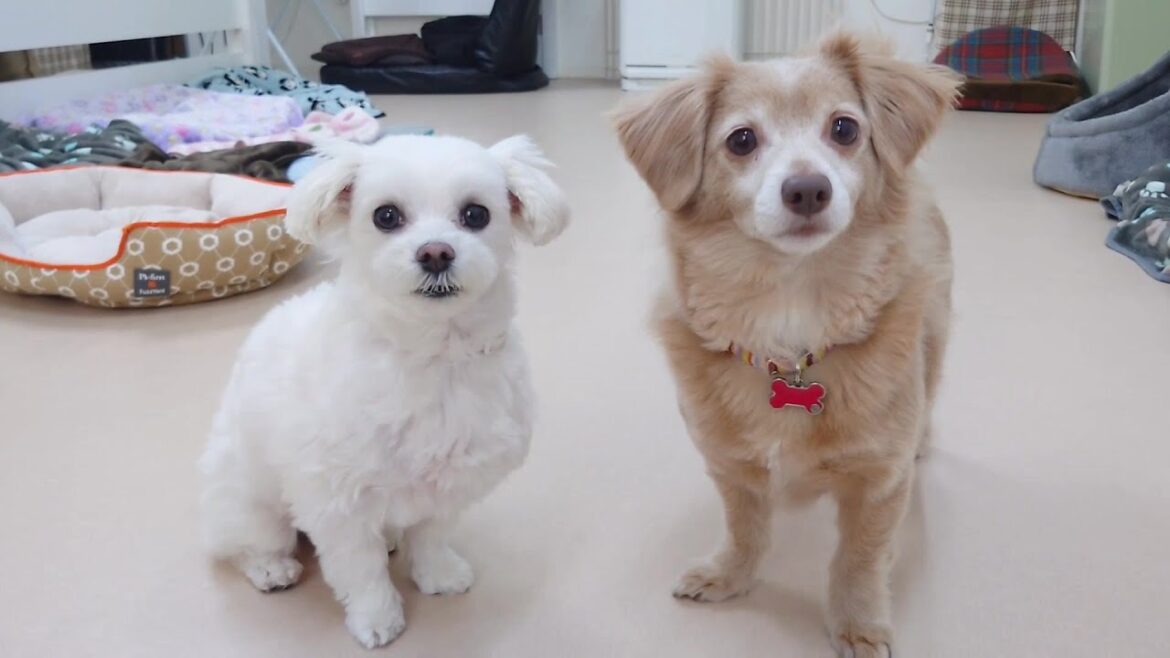 懐かしのマネキンチャレンジをする二人？　🐶ひみつきちなう！①🐶  2024年3月1日