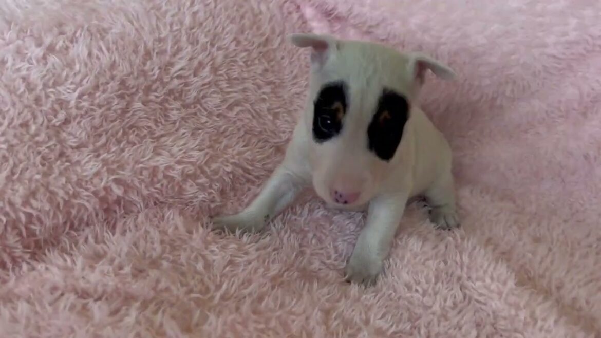 ミニチュアブルテリア Wパンチのパンダくん♡ ミニチュアブルテリア Wパンチのパンダくん♡