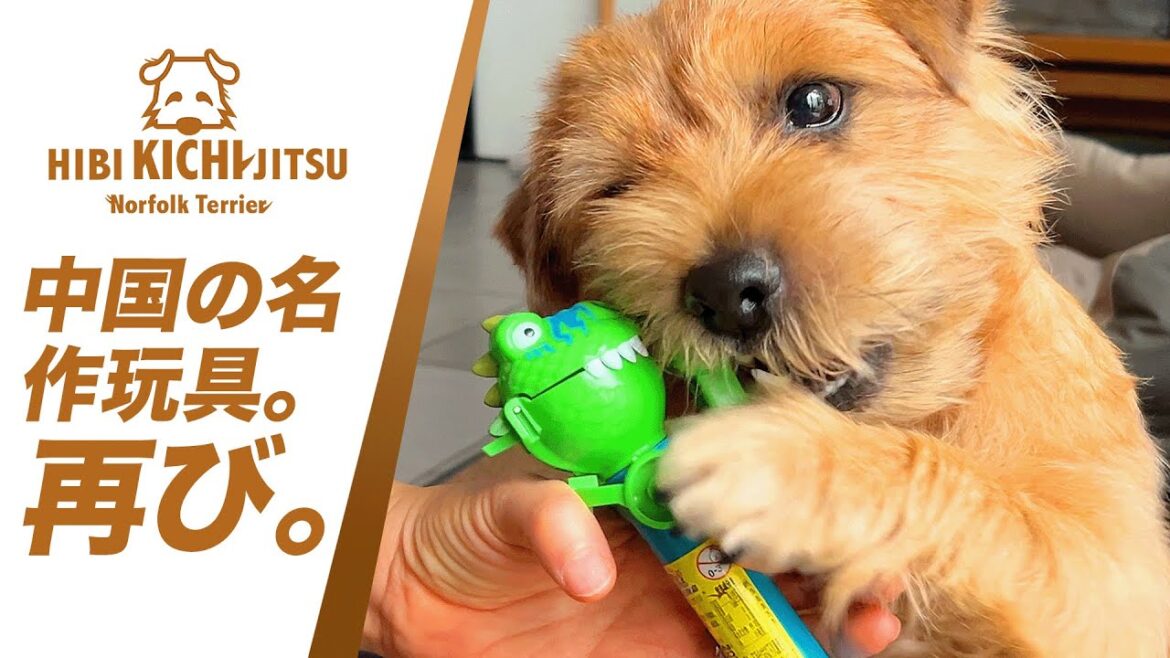 愛犬キチ  再び中国の名作玩具で遊ぶ【ノーフォークテリア norfolkterrier dogtoys kichi 吉   】 愛犬キチ  再び中国の名作玩具で遊ぶ【ノーフォークテリア norfolkterrier dogtoys kichi 吉   】