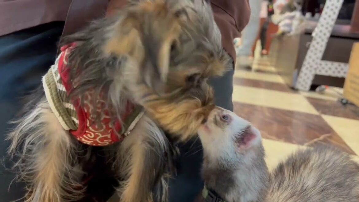 初めてのフェレットさんに大興奮するヨークシャーテリア