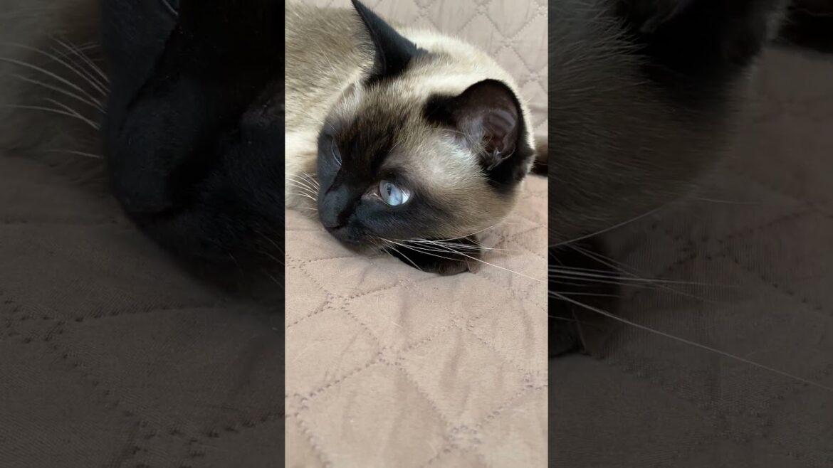 【2024.02.25】今日のシャム猫のふくさん（音無し）【たぬき猫】 #shorts