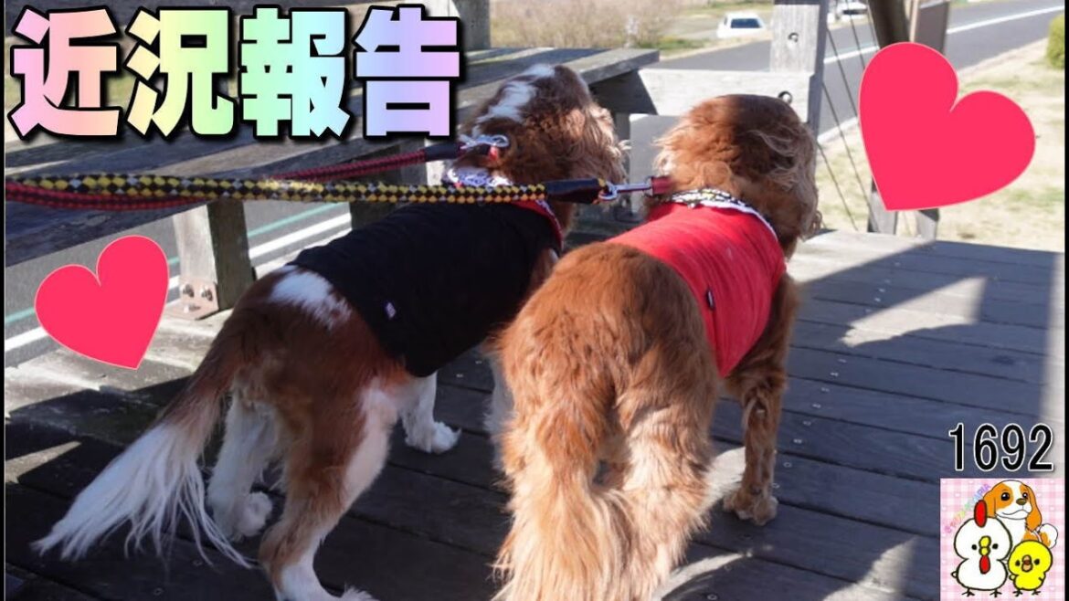 キャバリア 愛犬と40代最後に7キロ痩せたダイエット成功の話|KYAPIA TV きゃぴあてれび #1692 キャバリア 愛犬と40代最後に7キロ痩せたダイエット成功の話|KYAPIA TV きゃぴあてれび #1692