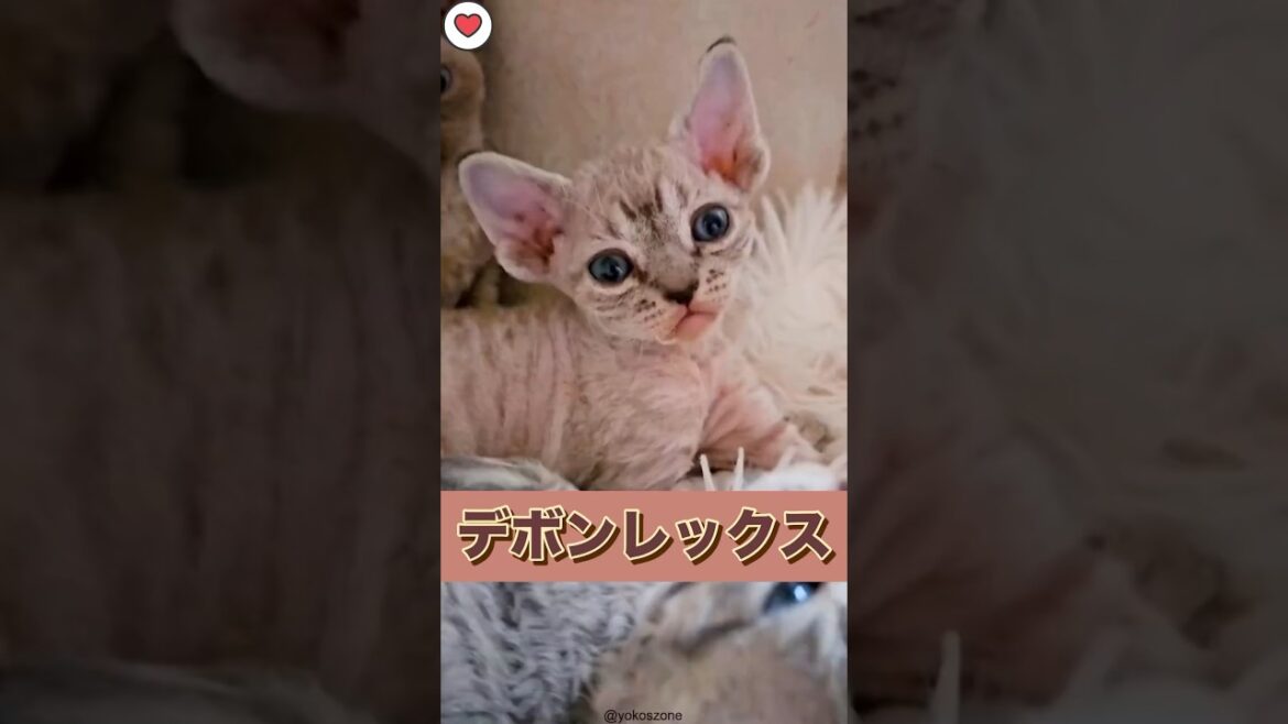 1分デボンレックス紹介　#shorts #cat