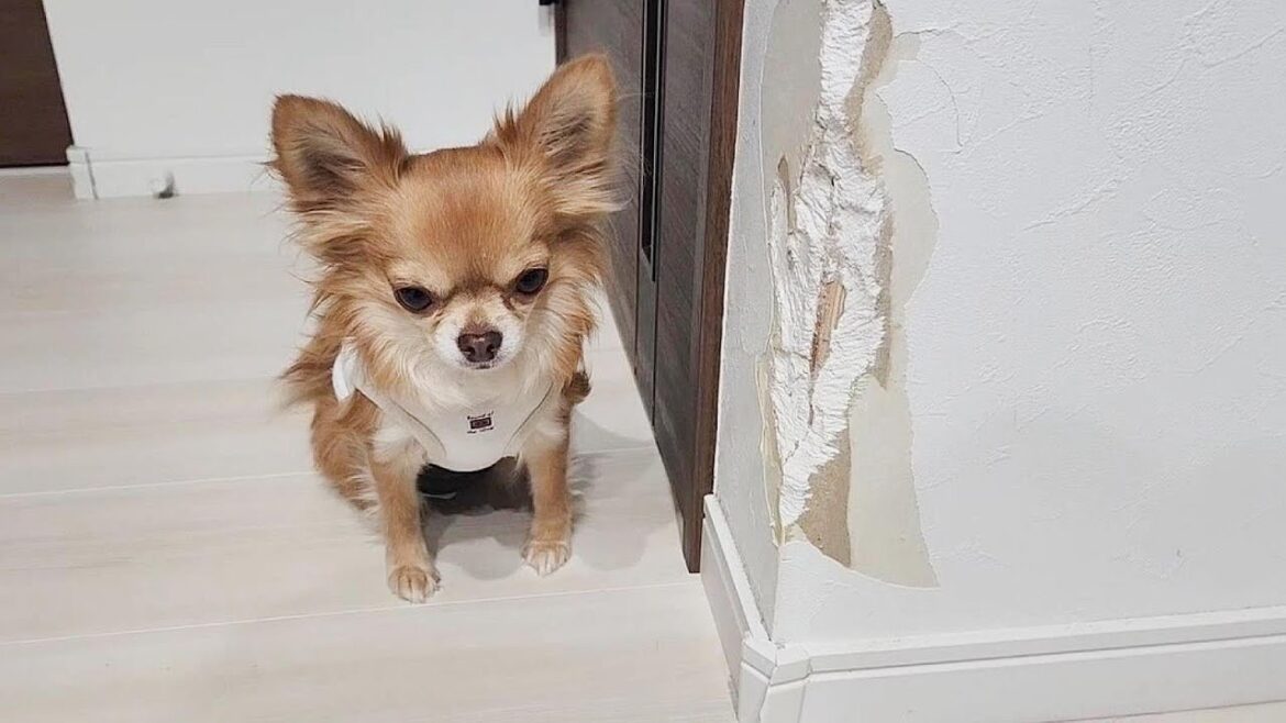 チワワの子犬を迎え入れるということは… チワワの子犬を迎え入れるということは…