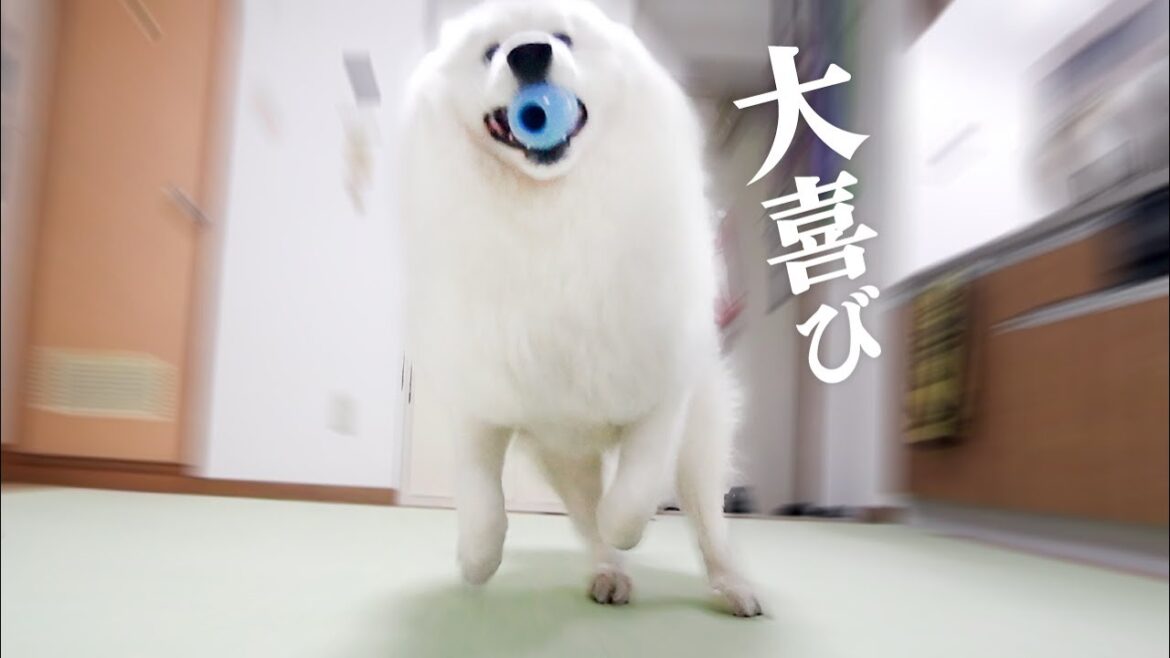 新しいタイルマット敷いたら嬉しさが爆発しちゃった犬【サモエド】