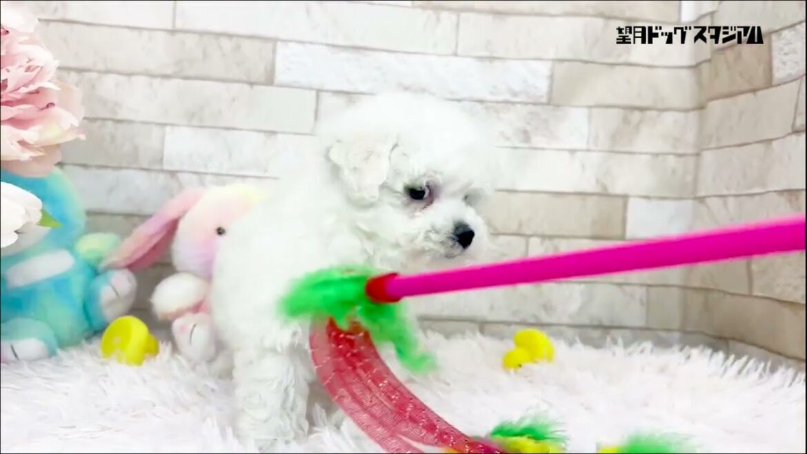 ビションフリーゼの男の子♡父犬は韓国産ビションでJKCチャンピオン