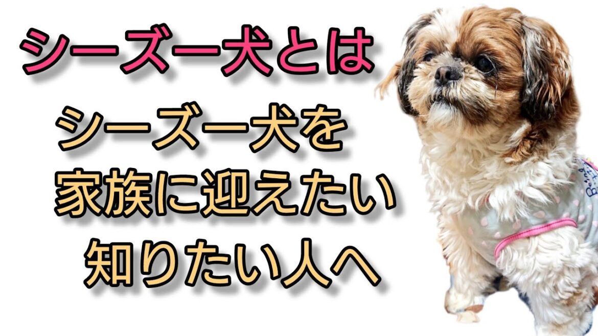 シーズー犬を好きになる動画🐶シーズー犬のｵﾚはな、ちろ