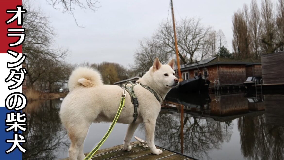 柴犬柿丸 かっこよく飛び乗ろうとして 足を滑らす柴犬【オランダ / 環境音 / 4K】Kaki-Maru the Shiba Inu 柴犬柿丸 かっこよく飛び乗ろうとして 足を滑らす柴犬【オランダ / 環境音 / 4K】Kaki-Maru the Shiba Inu