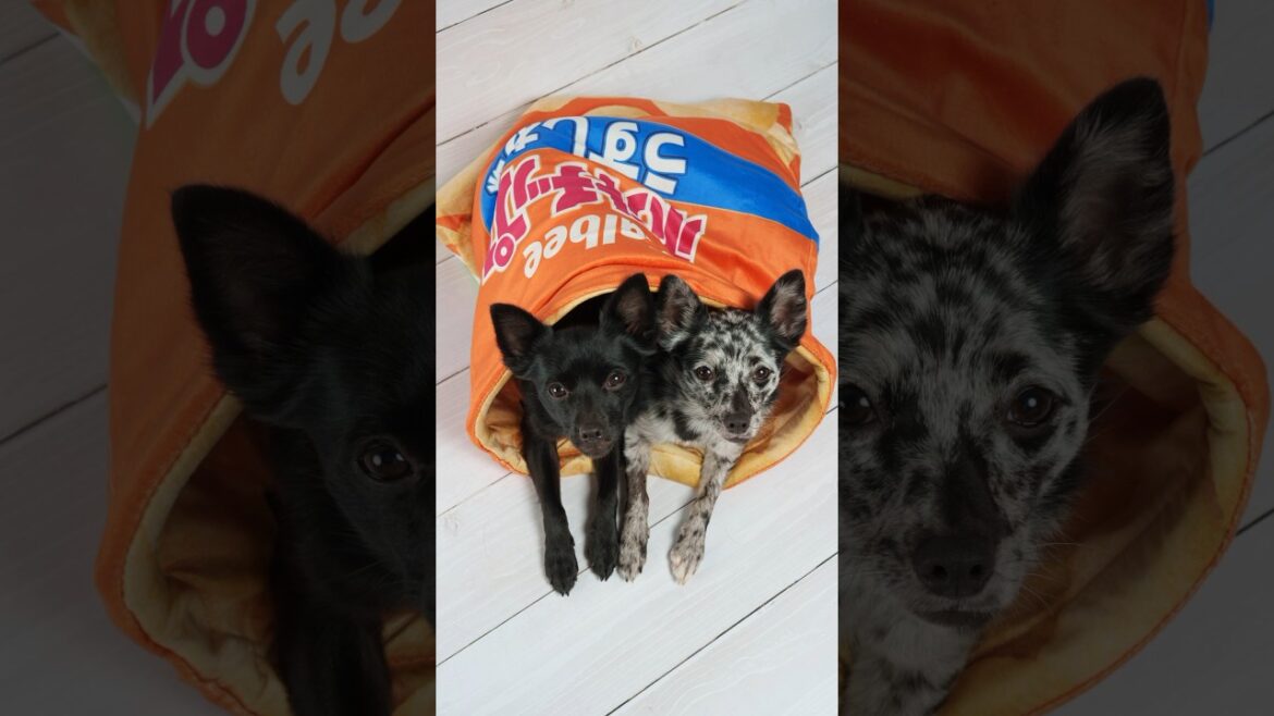 ポテチの袋にも入ったよ　#chihuahua #dog #双子犬 #mixedbreed #チワワ #schipperke #スキッパーキ #すみぞ #ミックス犬