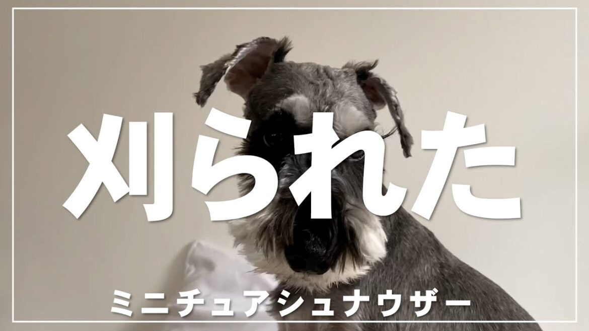 ミニチュアシュナウザー　トリミング行ってきます