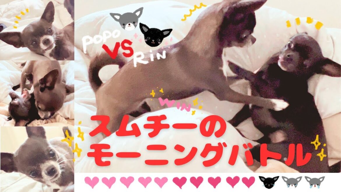スムースチワワのモーニングバトル※これもチワワの遊びですか？☆