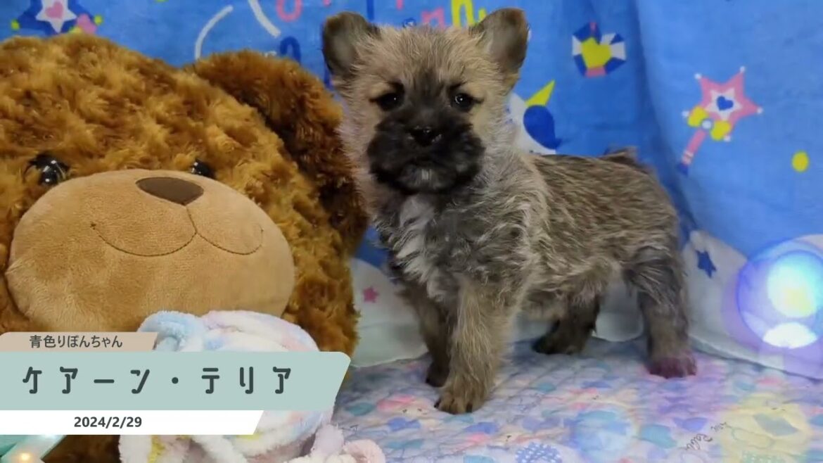 希少犬　ケアーン・テリアの男の子