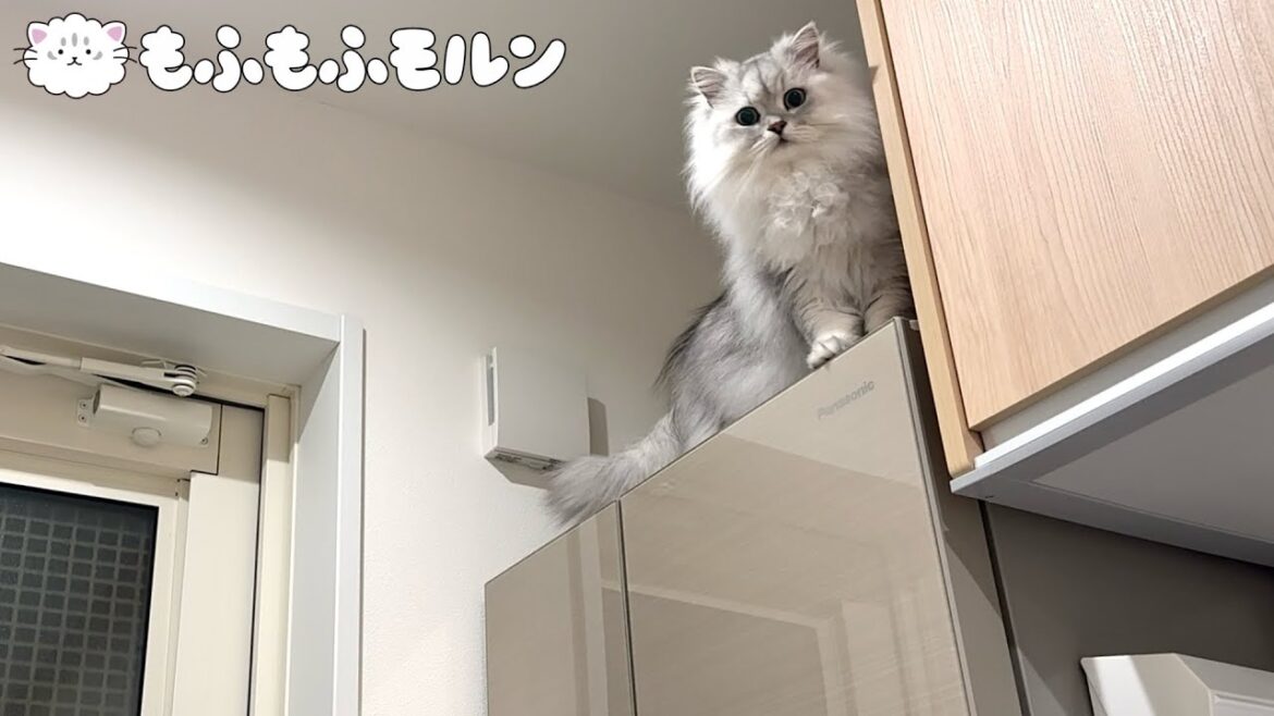 猫が冷蔵庫に登る決定的瞬間を捉えました！ 【サイベリアン】