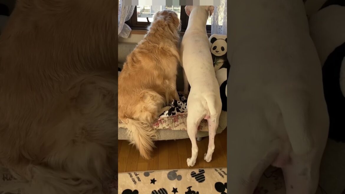 自宅警備員お仕事中🫡　ゴールデンレトリバー　ボクサー犬