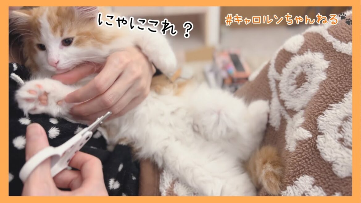 やんちゃな子猫の爪切り方法【ノルウェージャンフォレストキャット】 #cat #猫 How to cut a naughty kitten's nails