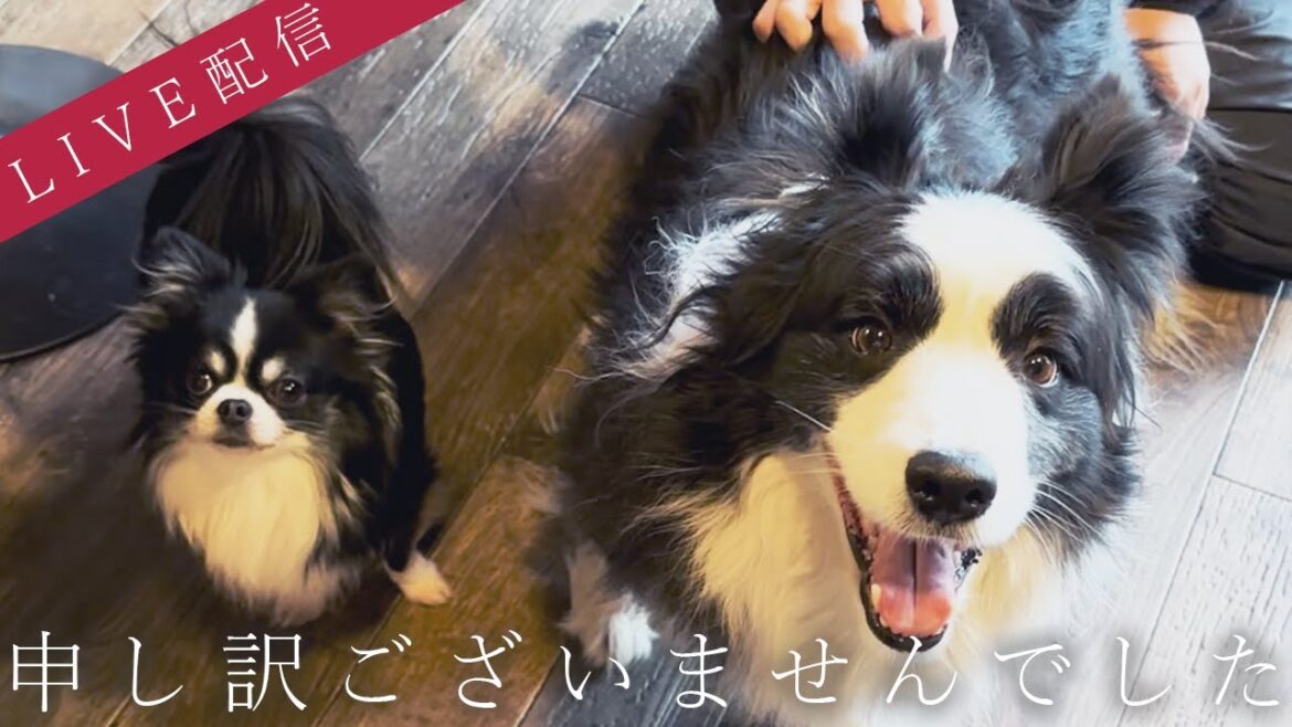 【LIVE配信】大変申し訳ございません