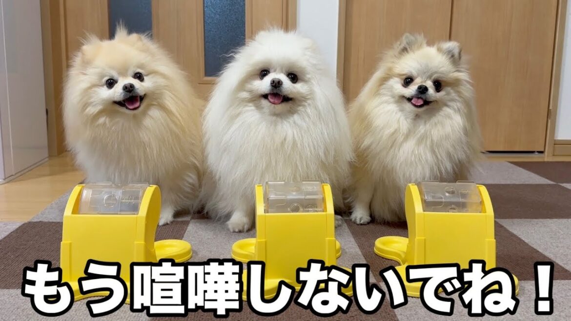 喧嘩ばかりするので全員分買ってあげたらこんな事になりました