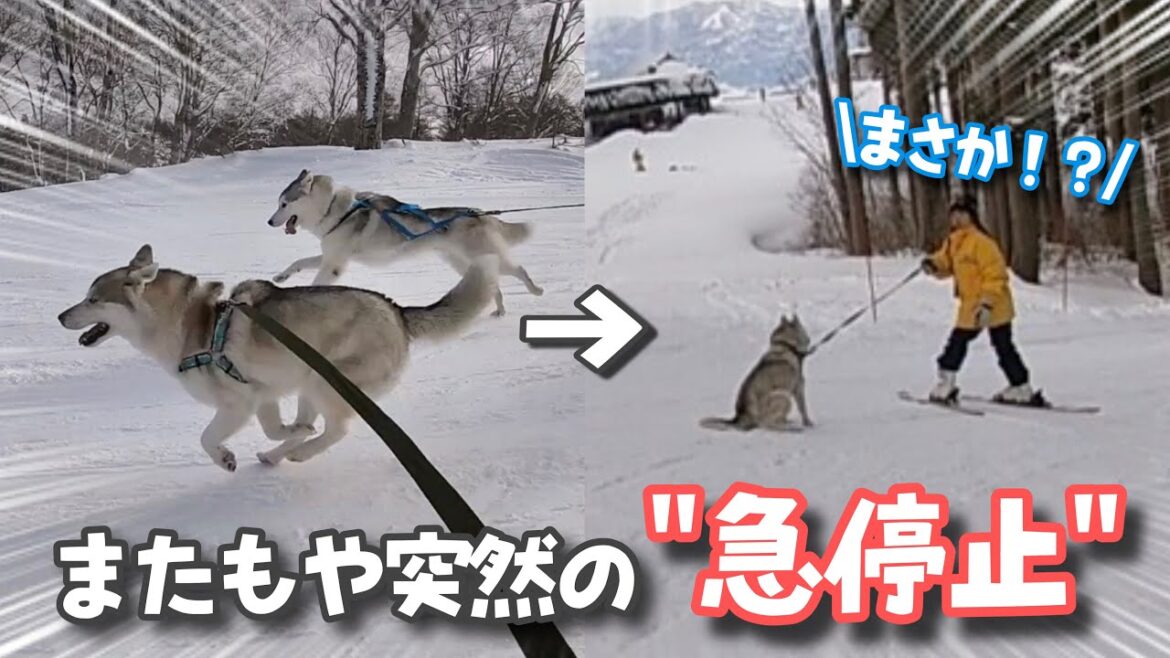 9kmコースに挑戦したらまたもや愛犬ハスキーに異変が…!? 9kmコースに挑戦したらまたもや愛犬ハスキーに異変が…!?