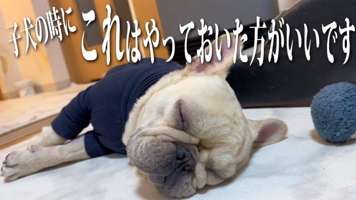 経験してわかった!子犬のころからしておいた方が良いことは間違いなく「これ」です 経験してわかった!子犬のころからしておいた方が良いことは間違いなく「これ」です