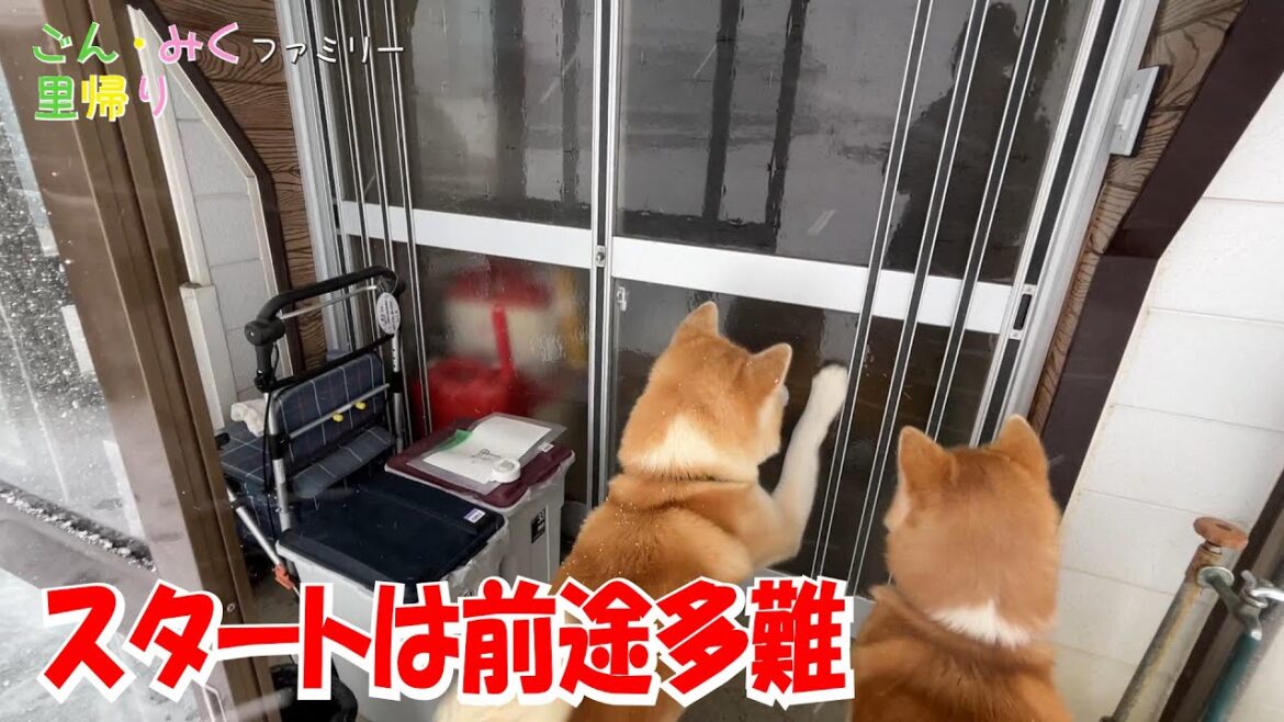 スタートは前途多難 ＆ YouTubeライブのお知らせ　秋田犬【ごん・みく チャンネル】