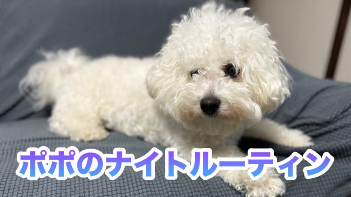 ビションフリーゼのポポのナイトルーティン ビションフリーゼのポポのナイトルーティン