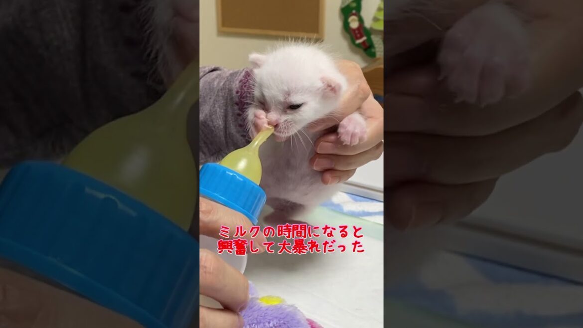 part③赤ちゃん猫を保護してから1ヶ月の物語 part③赤ちゃん猫を保護してから1ヶ月の物語