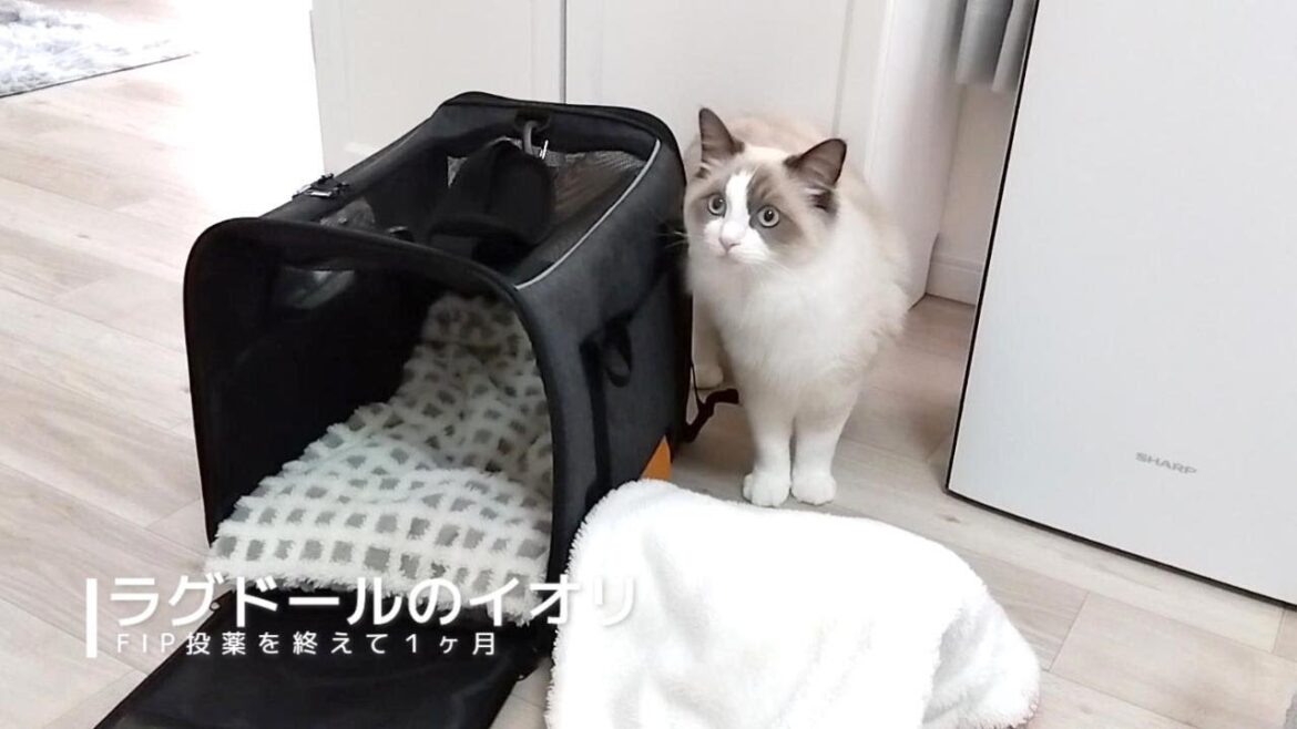 【ラグドール】FIP治療終了！病気が治りました！