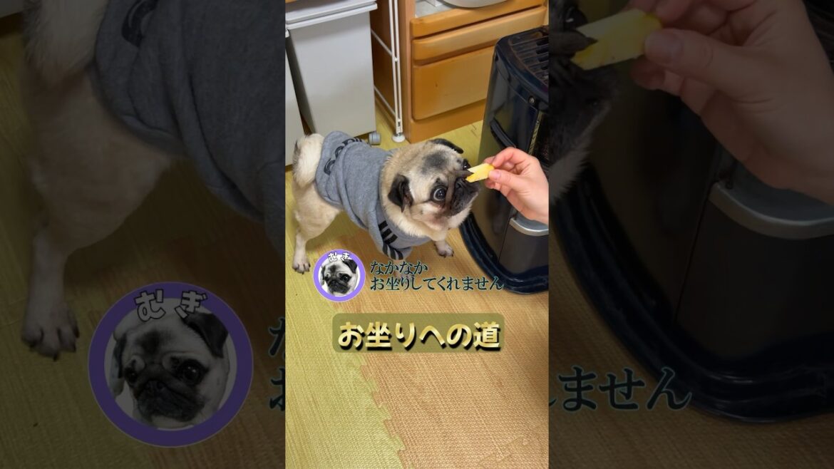 お坐りへの道🐶！『パグ犬むぎがお座りできるようになりました😀祝』 #shorts #パグ #パグ二匹 #パグのいる生活 #パグ達と暮らす #犬のお坐り