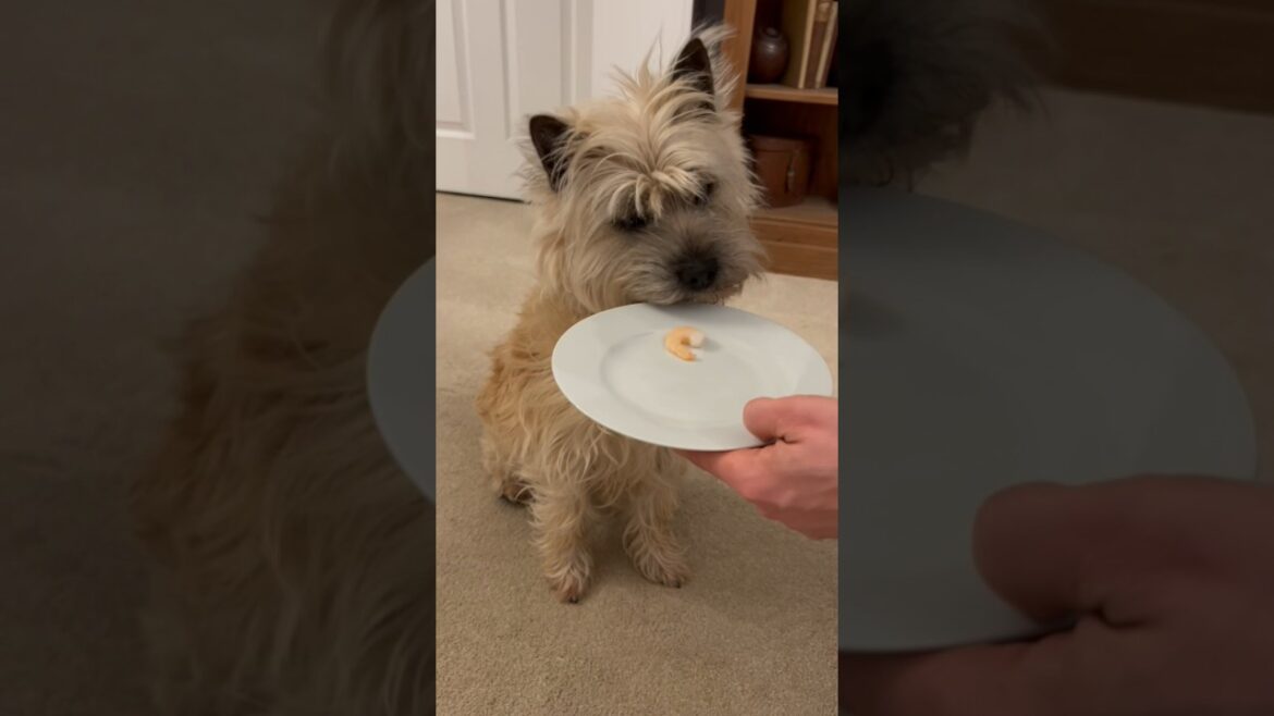 Cairn Terrier dog try’s prawn (shrimp) for the first time Cairn Terrier dog try’s prawn (shrimp) for the first time