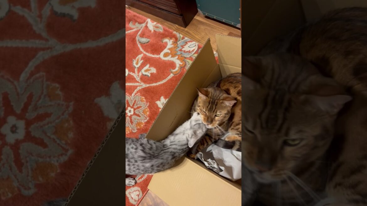 毛繕いし合いから喧嘩に発展しそうな仲良いニャンズ🤣 #cat #ニャン  #オシキャット  #ベンガル  #癒し動画 #毛繕い